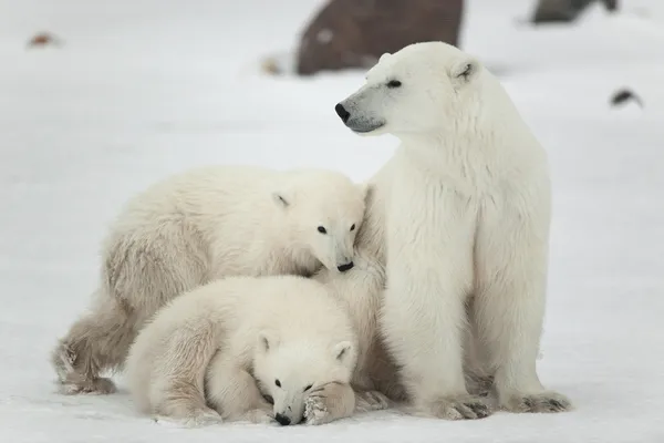 Osa polar con cachorros . Fotos de stock