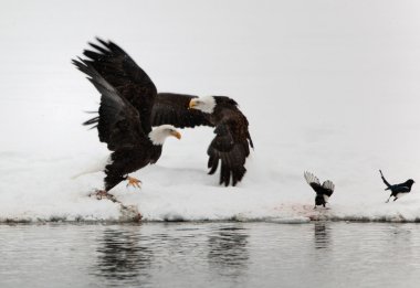 iki kel Kartallar ve iki magpies kadar uçan.