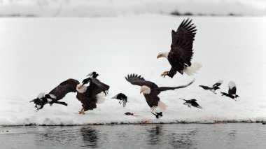 Bald Eagles and magpies. clipart