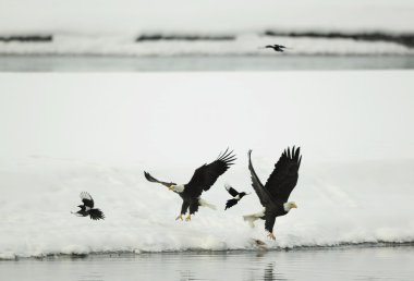 Two flying up Bald Eagles and two magpies. clipart