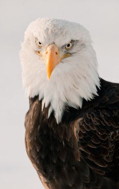 bald eagle portresi kapatmak