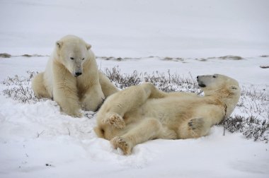 Polar bears playfool on the snow. clipart