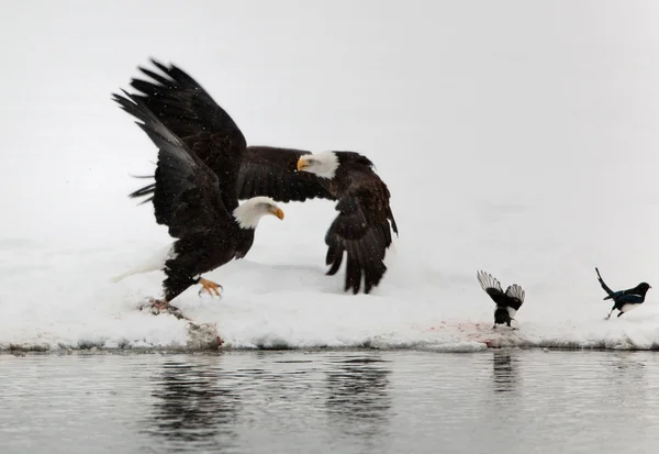 Dwa pływające bald eagles i dwie sroki. — Zdjęcie stockowe