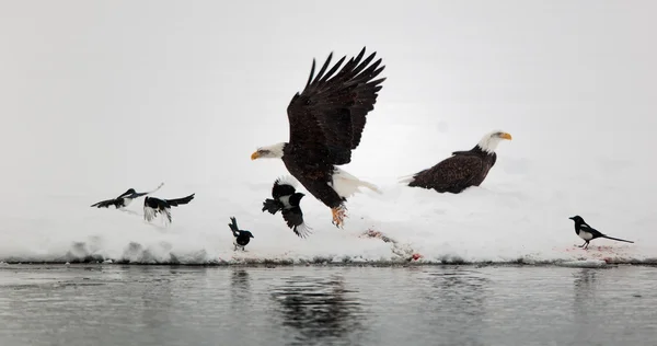 Bald eagles en eksters. — Stockfoto