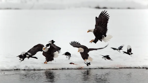 Kel Kartallar ve magpies. — Stok fotoğraf