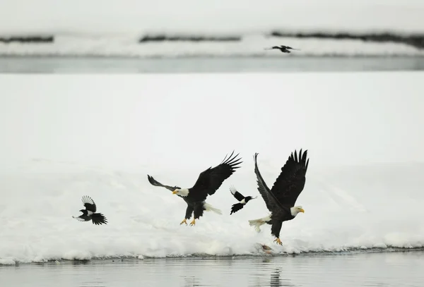 Два летающих лысых орла и две сороки. . — стоковое фото