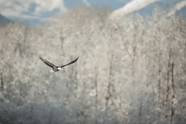 stock image Flying eagle over snow-covered mountains.