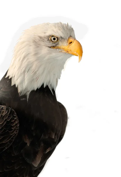 Close up Portrait of a Bald Eagle — Stock Photo, Image