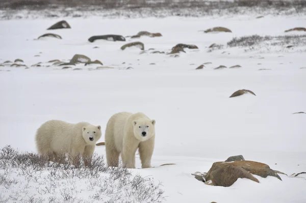 Dois ursos polares . — Fotografia de Stock