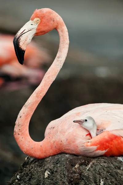 Flamingo με ένα μωρό πουλί σε μια φωλιά. — Φωτογραφία Αρχείου