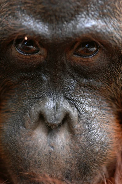 Orangutan Ben. — Stock Photo, Image