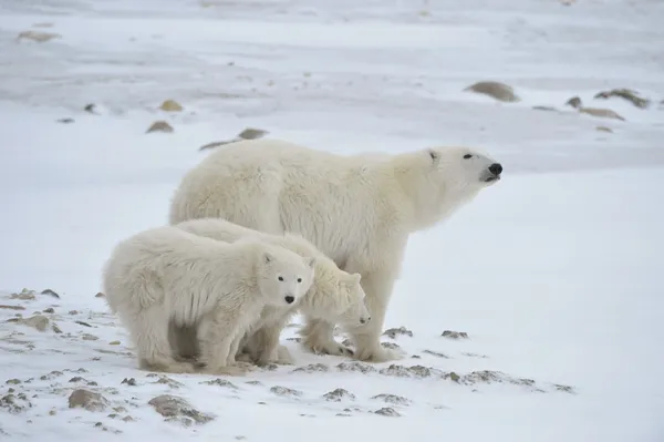 Polar ze-Beer met cubs. — Stockfoto