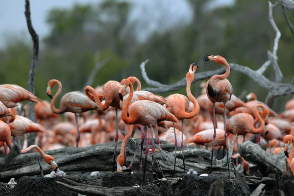 Flamingo (Phoenicopterus ruber) ) — kuvapankkivalokuva