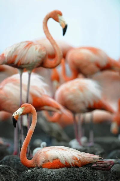 Büyük Flamingo (Phoenicopterus ruber) — Stok fotoğraf