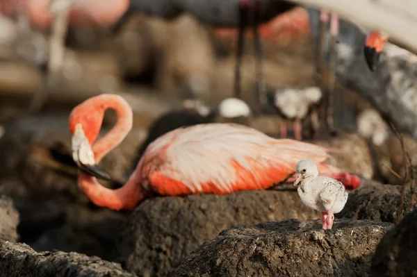 stock image Great Flamingo Baby (Phoenicopterus ruber)