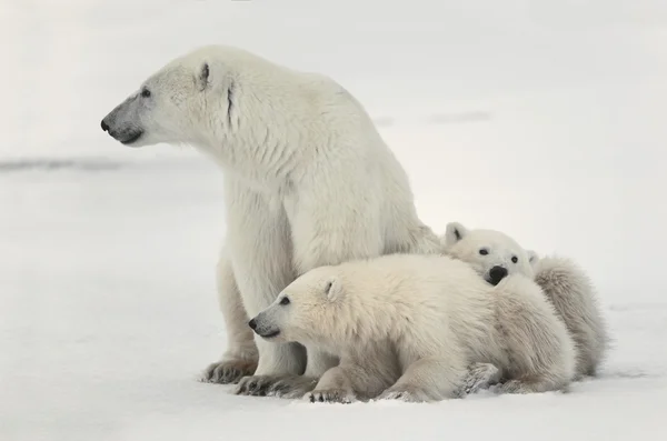 Polar she-bear with cubs. Stock Photo