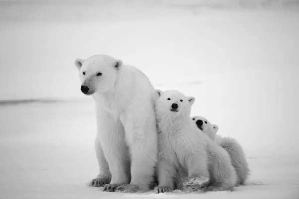 Osa polar con cachorros . Imagen De Stock