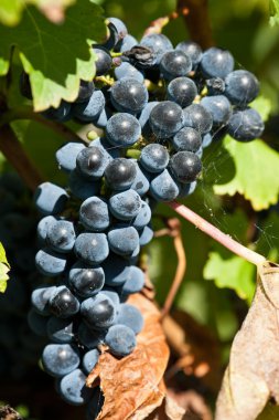 Ripe grapes right before harvest in the summer sun clipart