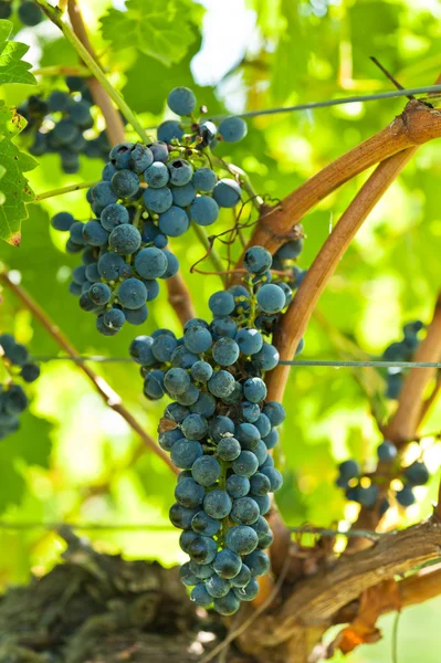 Dojrzałe winogrona tuż przed zbiorem w letnim słońcu — Zdjęcie stockowe