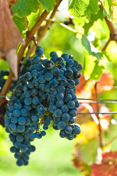 Ripe grapes right before harvest in the summer sun — Stock Photo, Image