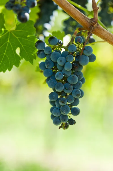 Érett szőlő szüret a nyári nap előtt — Stock Fotó