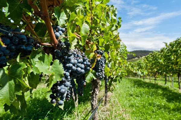 Uvas maduras justo antes de la cosecha en el sol de verano —  Fotos de Stock