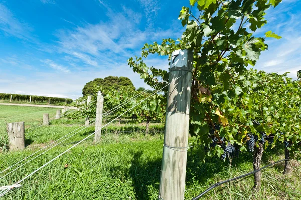Vine rows on a sunny day — Stock Photo, Image