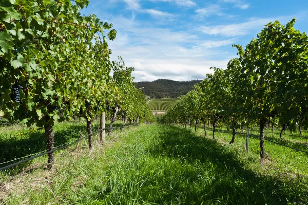 Vine rows on a sunny day — Stock Photo, Image