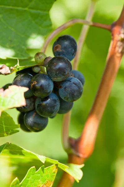 Спелые красные виноград прямо перед сбором урожая — стоковое фото