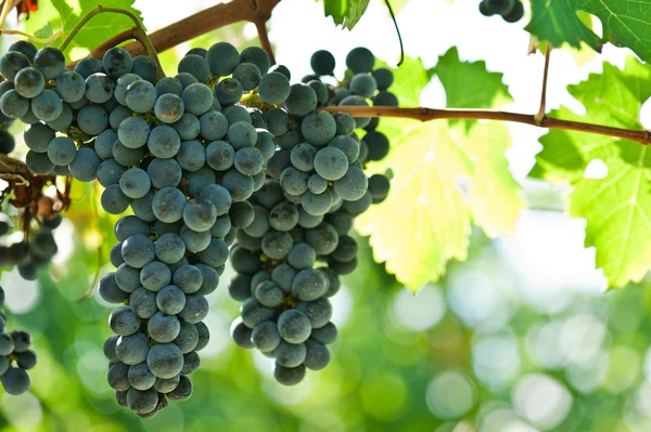 Uvas maduras de vino tinto justo antes de la cosecha — Foto de Stock