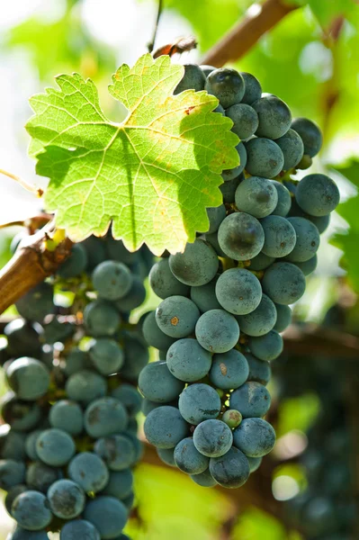 कापणी करण्यापूर्वी लाल वाईन द्राक्ष परिपक्व — स्टॉक फोटो, इमेज