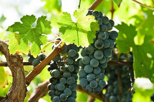 Olgun kırmızı şarap üzüm hasat önce — Stok fotoğraf