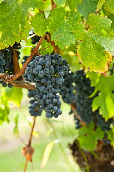 कापणी करण्यापूर्वी लाल वाईन द्राक्ष परिपक्व — स्टॉक फोटो, इमेज
