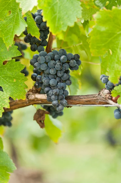 Uvas maduras de vino tinto justo antes de la cosecha — Foto de Stock