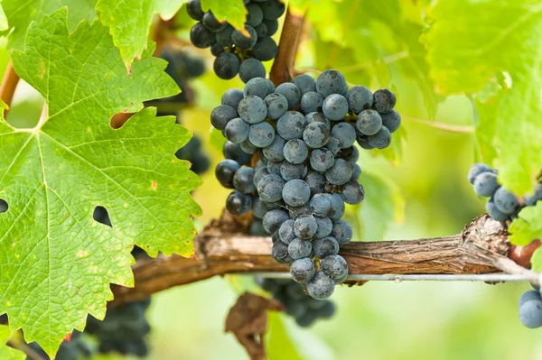 Uvas maduras de vino tinto justo antes de la cosecha —  Fotos de Stock