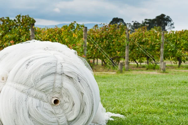 Roll of cover net to protect ripe grapes — Stock Photo, Image