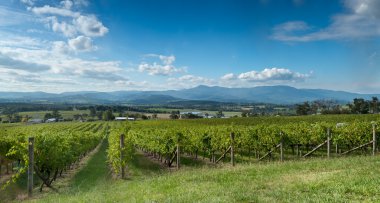 View of the Yarra Valley, near Melbourne, Australia clipart