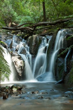 Dandenong Ranges, Olinda Falls, near Melbourne Australia clipart