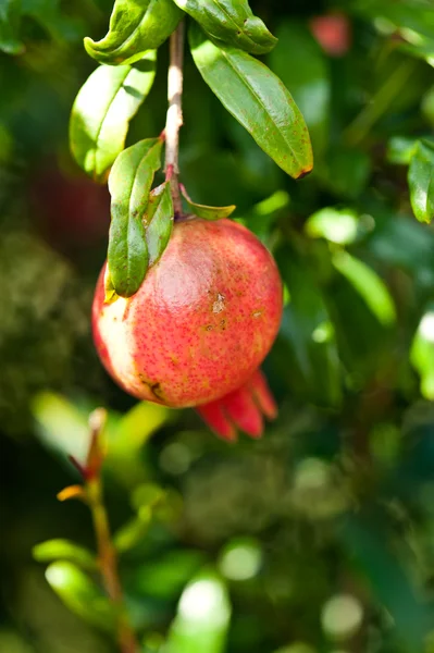 stock image Pomegranate fruit and blossom on a sunny day