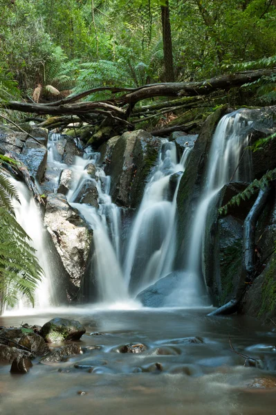 Dandenong Ranges, Olinda Falls, perto de Melbourne Austrália — Fotografia de Stock