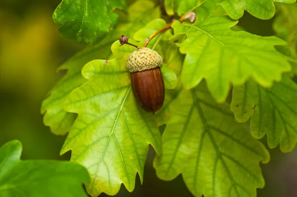 Frukten av en ek som mogna i höst Royaltyfria Stockfoton