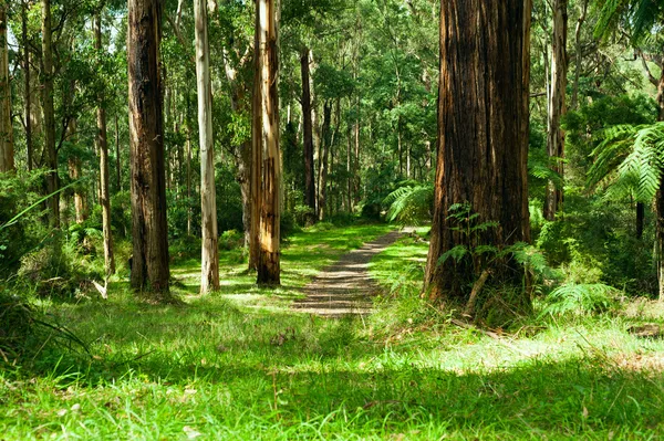 Orman, dandenong yarra Vadisi Milli Parkı değişmektedir. — Stok fotoğraf