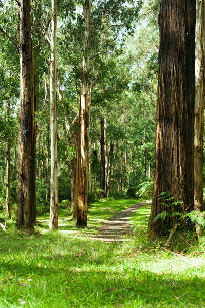 Forest, Dandenong Ranges National Park, Yarra Valley