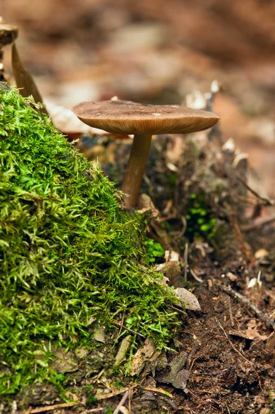 野生森林蘑菇 — 图库照片
