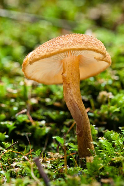 stock image Wild forest mushrooms