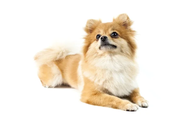 stock image The cute Pomeranian dog over white