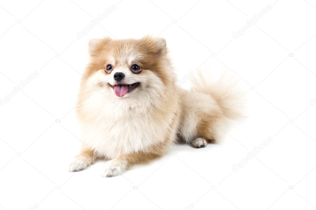 白でかわいいポメラニアン犬 \u2014 ストック写真 © a41cats 8354690
