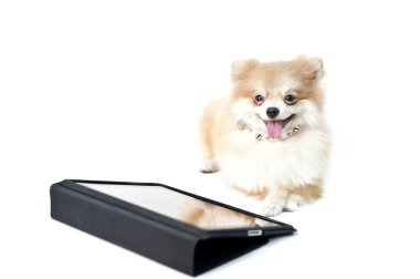 The cute Pomeranian dog over white with Ipad clipart