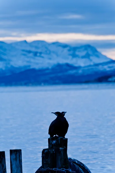 Cormoran 鸟坐在一个码头上在冬天在挪威峡湾 — 图库照片