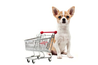 Pomeranya köpeği yanındaki boş bir alışveriş sepeti